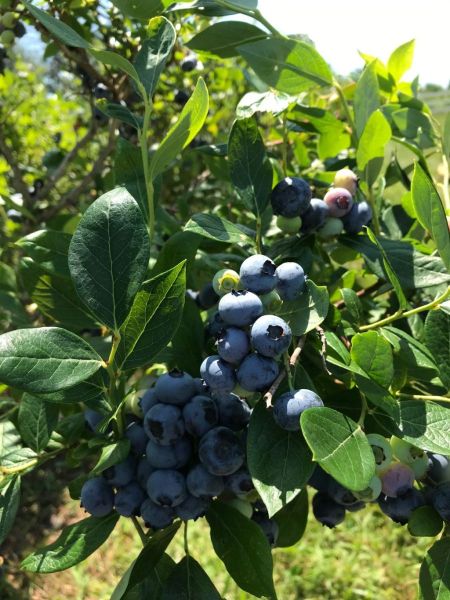 00068-Blueberries-at-Autumn-Harvest