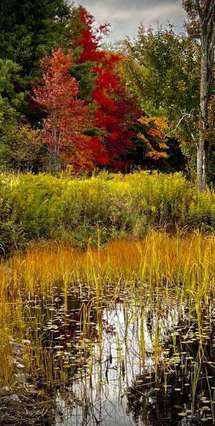 00111-Fall-Foliage-on-Lake-Wangam-1