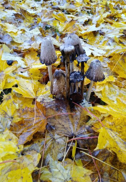 00112-fall-mushrooms-2019-scaled