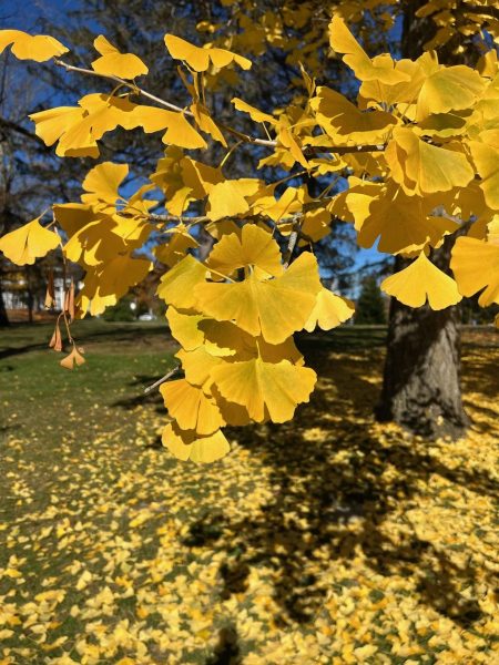 00117-Ginkgo-Gold-rotated