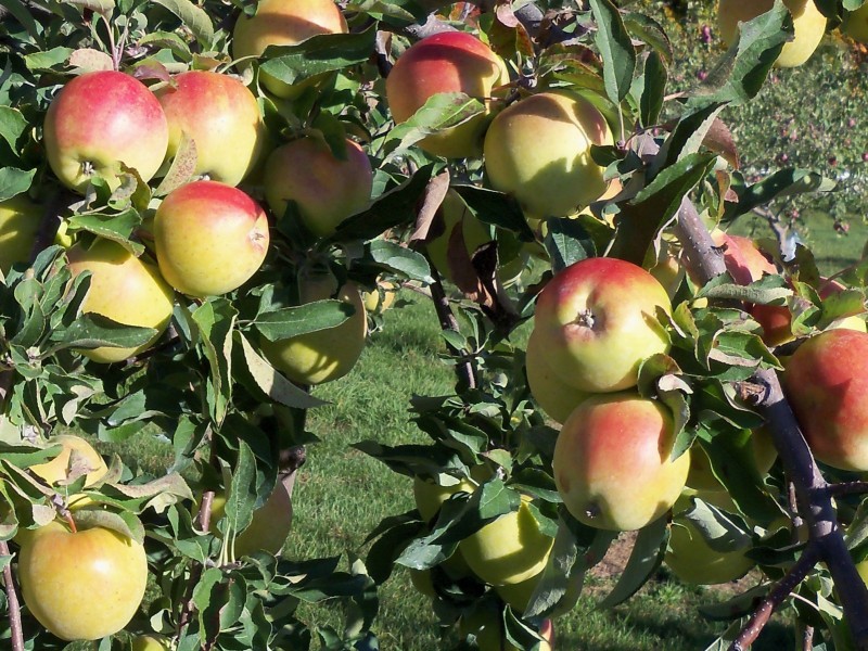 00120-Goldrush-Apples-at-Autumn-Harvest-Orchard