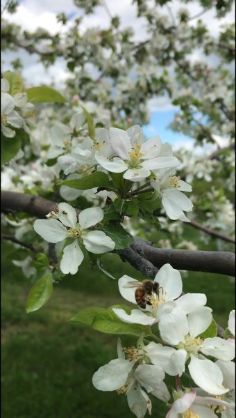 00124-Honeybee-Pollinating-Apple-blossum