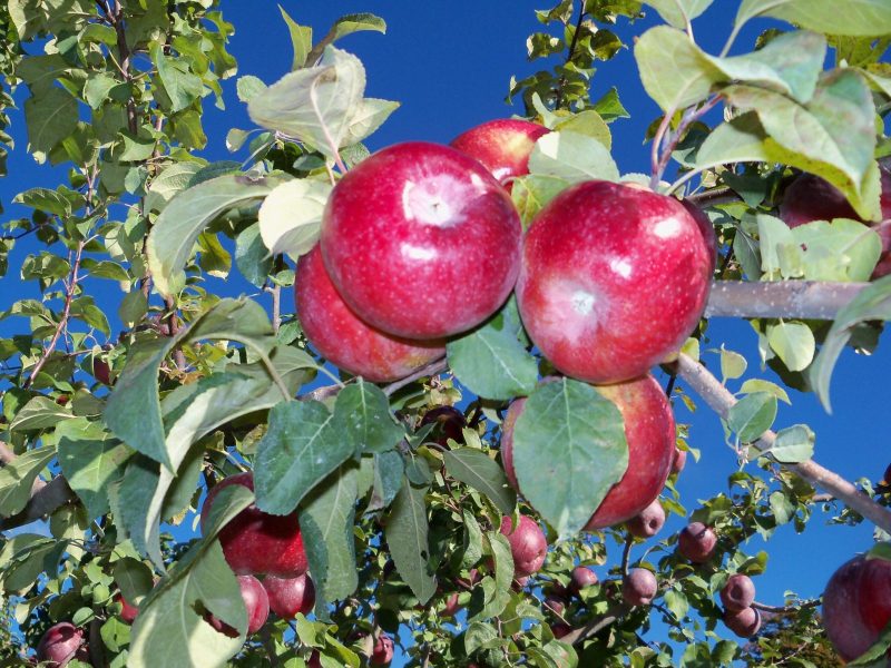 00147-Liberty-Apples-at-Autumn-Harvest-Orchard1-scaled