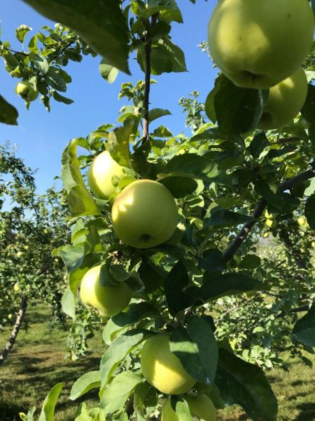 00191-Pristine-Apples-at-Autumn-Harvest