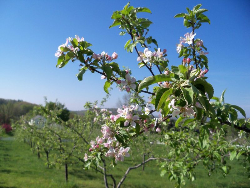 00200-Spring-Apple-Blooms-at-Autum-Harvest-Orchard-scaled