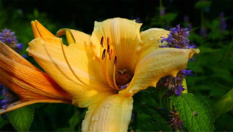 00201-Spring-Peeper-and-Daylily