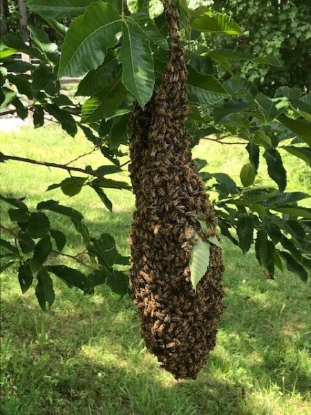 00205-Summer-Honeybee-Swarm-in-Chestnut-tree-rotated