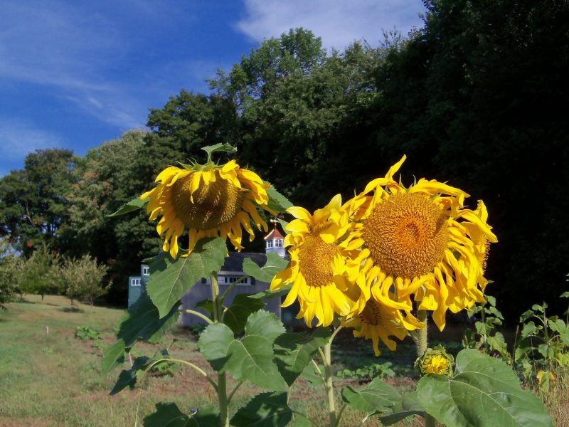 00206-Sunflowers-at-Autumn-Harvest-scaled