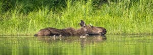 Swimming moose and ducklings in Great Mountain Forest, Norfolk, Conn.