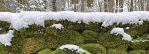 Snowy, moss-covered stone wall in Barbour Woods, Norfolk, Conn.