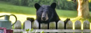 Black bear looking over a garden fence in Norfolk, Conn.