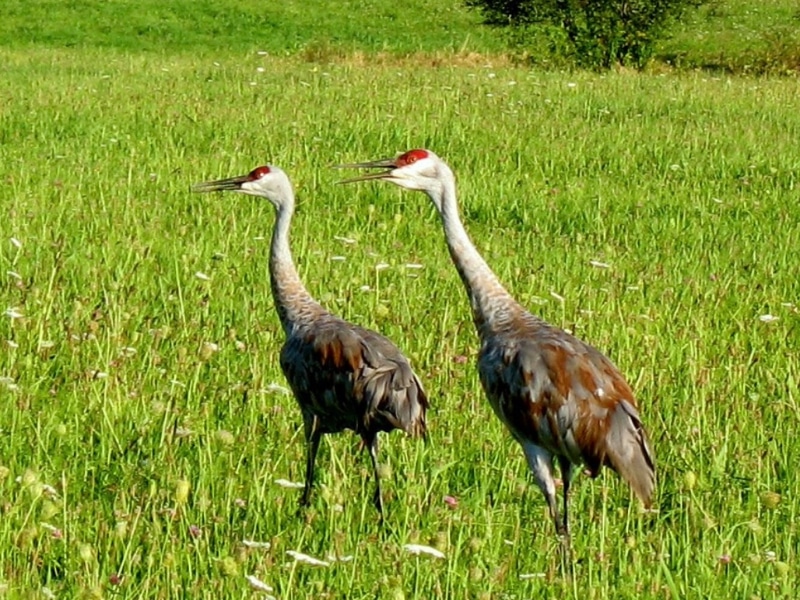 Photograph of sand hill cranes in a grassy meadow, Norfolk, Connecticut