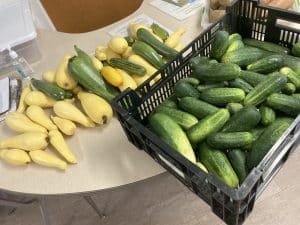 Photo of summer squash donated to the Norfolk, Connecticut food pantry.