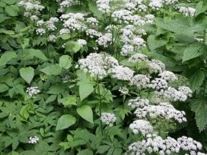 Photo of goutweed, an invasive plant