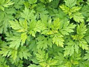 Photo of mugwort, an invasive plant.