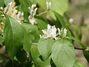 Photo of Amur honeysuckle, an invasive plant.