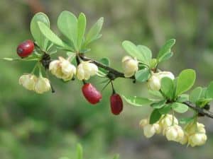 Photo of Japanese barberry, an invasive plant.